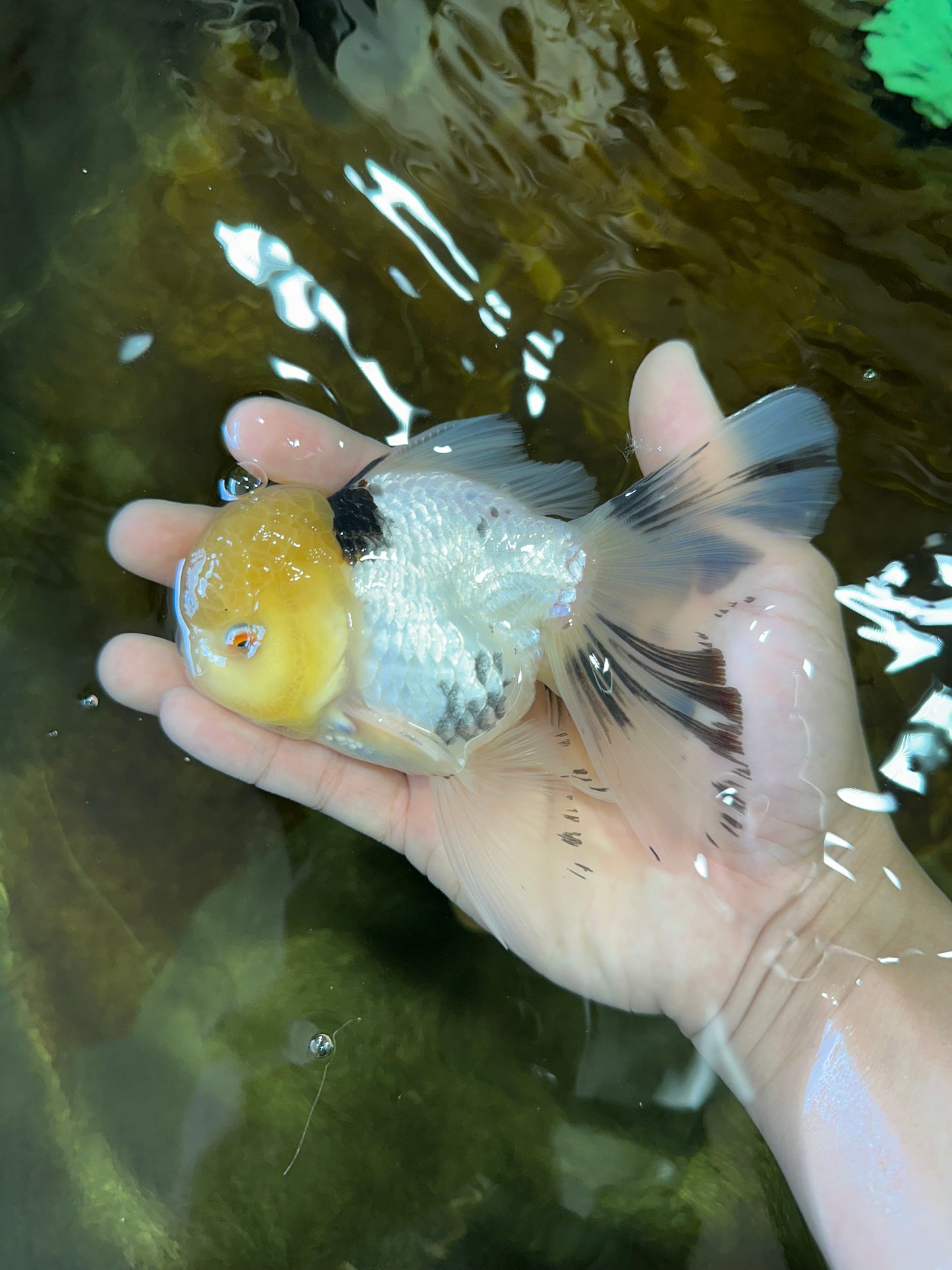 A Grade Panda Oranda Male 5 inches #052325OR_03