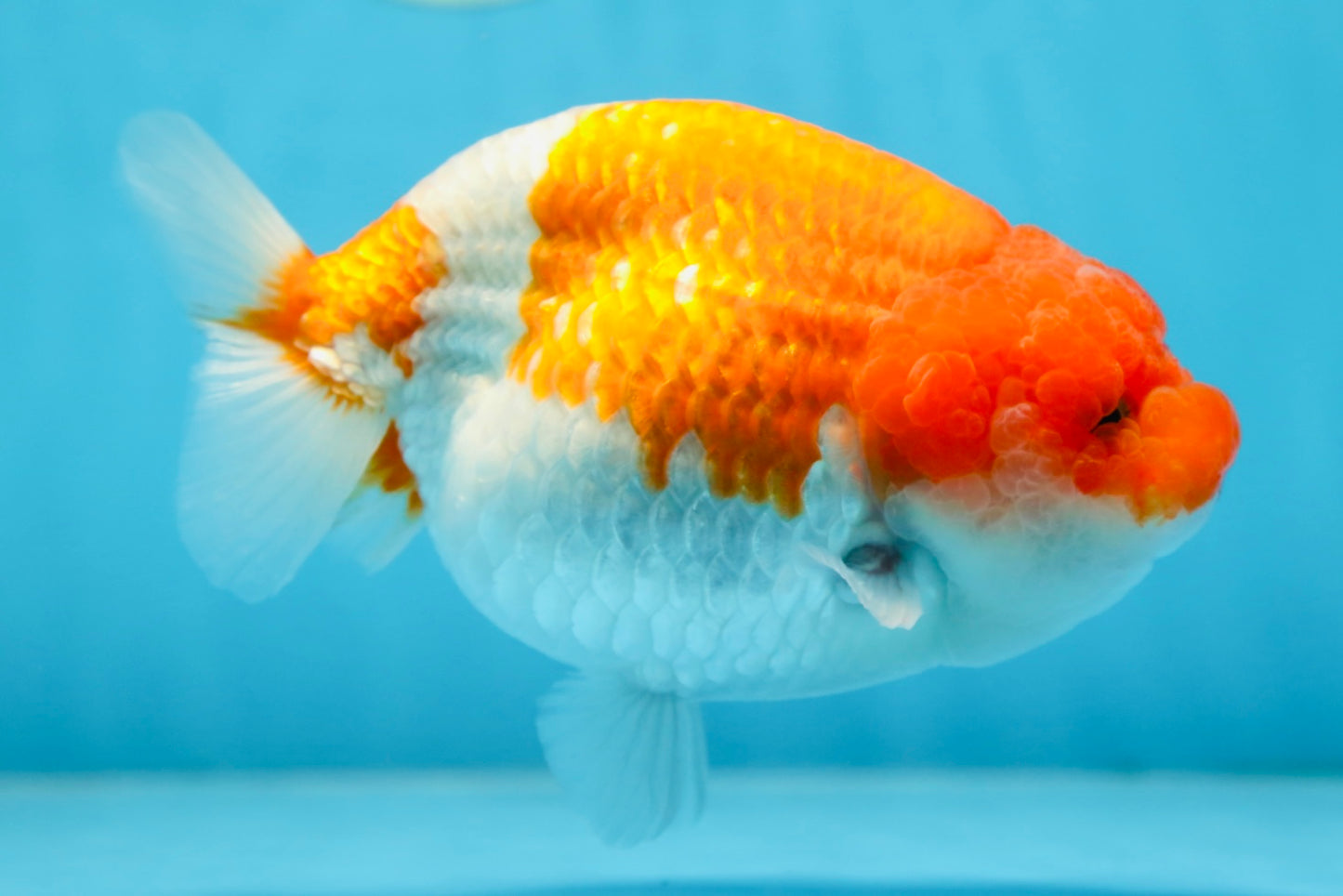 AAA Grade FLUFFY WEN Red White LionQueen 5.5-6 inches #090525LC_02