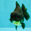 AAA Grade Black Yuanbao Female 4.5 inches #100226YB_11
