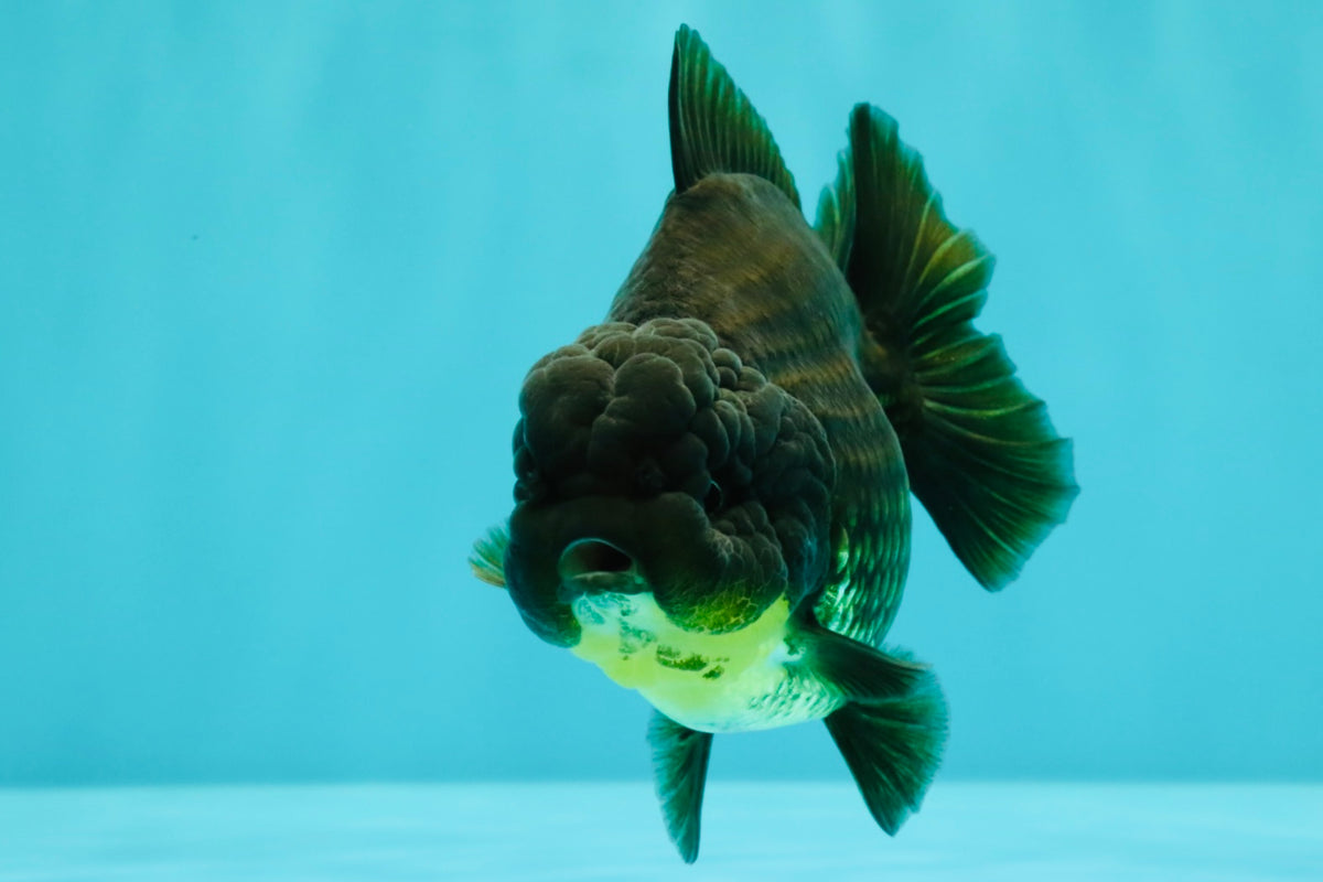 AAA Grade Black Yuanbao Female 4.5 inches #100226YB_11