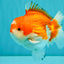 CHUBBY AAA Grade Red White Yuanbao Male 5.5 inches #050826YB_07