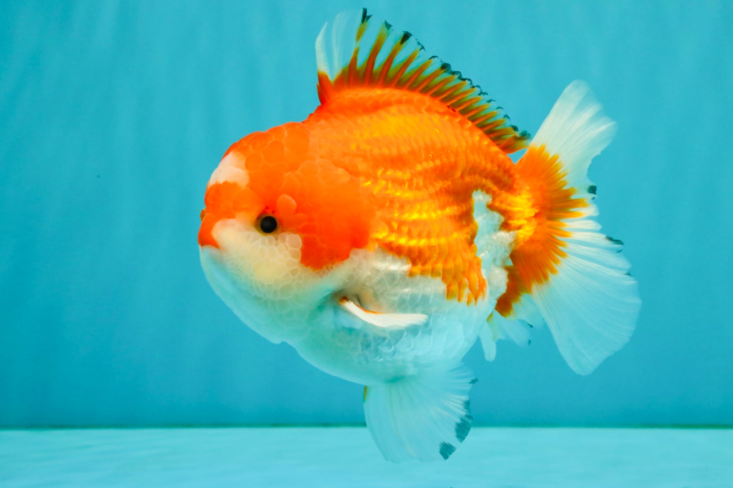 CHUBBY AAA Grade Red White Yuanbao Male 5.5 inches #050826YB_07