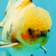 A Grade Marble Oranda Male 6.5 inches #072426OR_07