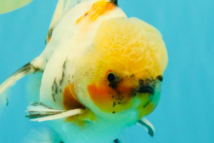 A Grade Marble Oranda Male 6.5 inches #072426OR_07