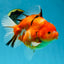 A Grade Sakura Oranda Female 6-6.5 inches #060625OR_11