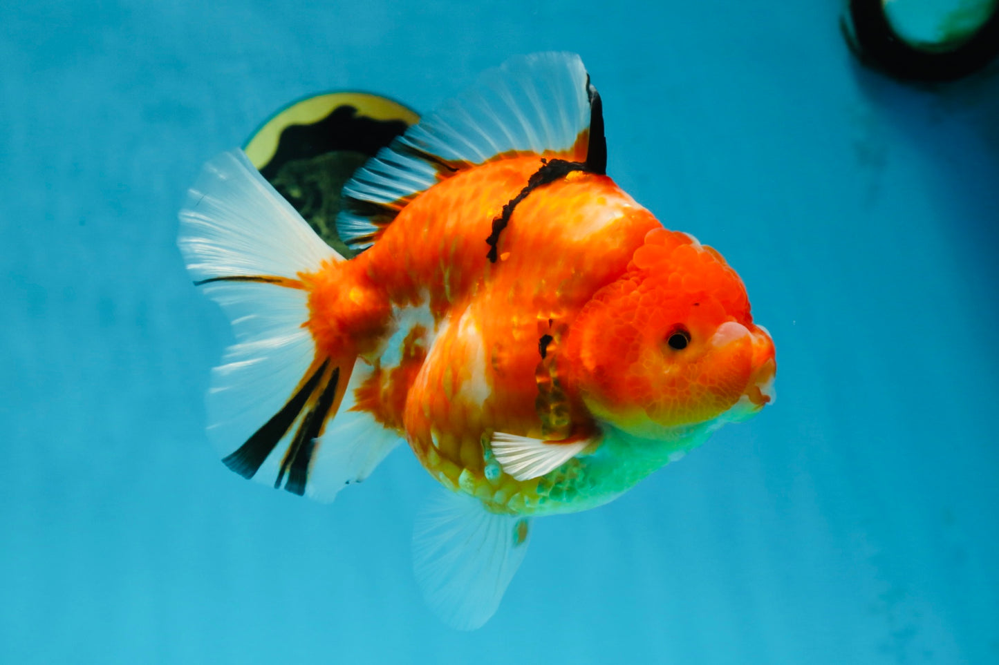 A Grade Sakura Oranda Female 6-6.5 inches #060625OR_11