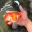 VISION A Grade Red White Oranda Male 6 inches #070626OR_08