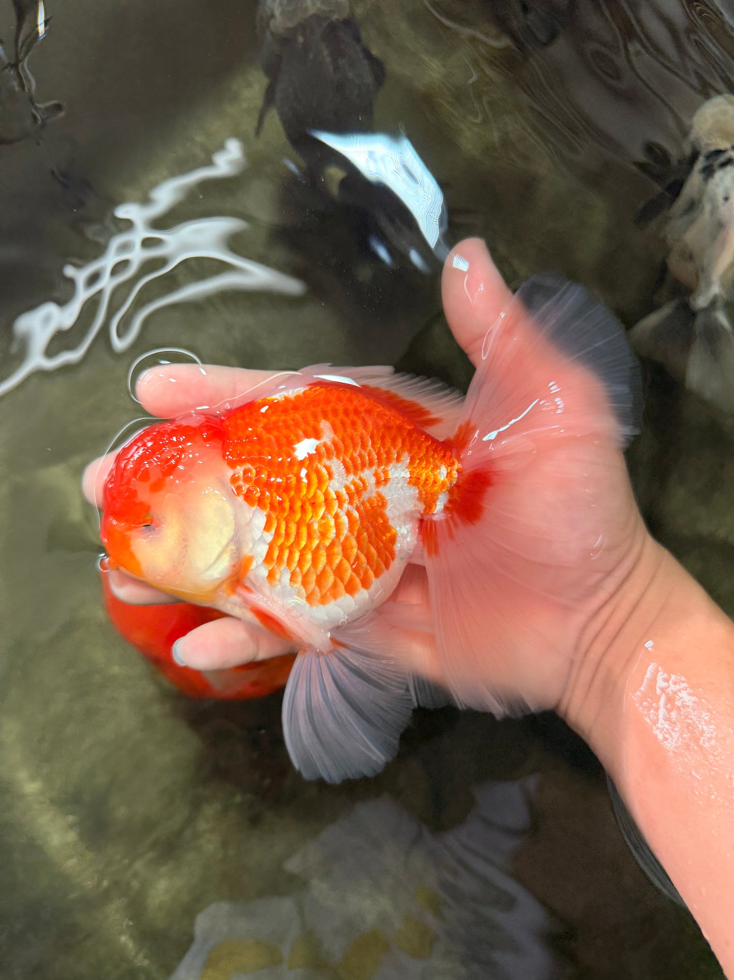 VISION A Grade Red White Oranda Male 6 inches #070626OR_08