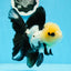 AAA Grade Panda Button Eyes Oranda Female 5 inches #0927OR_31