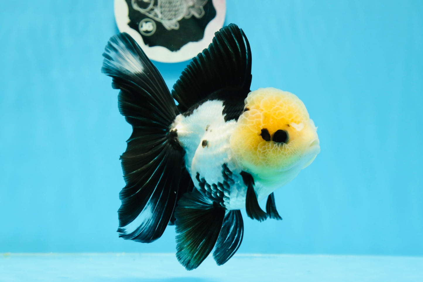 AAA Grade Panda Button Eyes Oranda Female 5 inches #0927OR_31