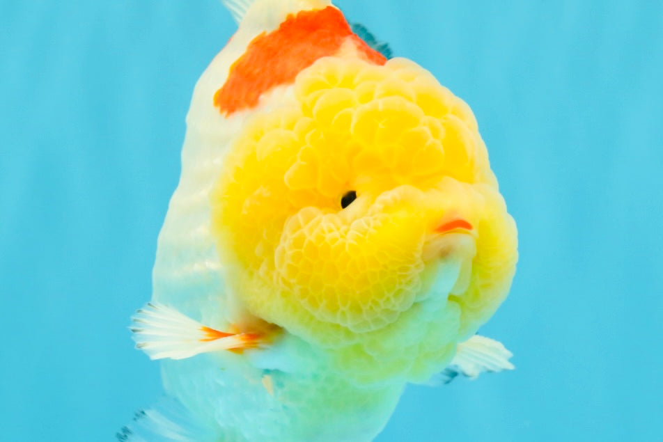 CHUBBY AAA Grade Godzilla Red White Lipstick Yuanbao Male 5-5.5 inches #022726YB_04