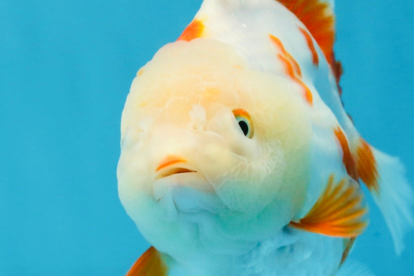 A Grade Red White Yuanbao Female 5 inches #103125YB_05