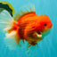 ANGER AAA Grade Broadtail Red White Oranda Male 7 inches #071026OR_05