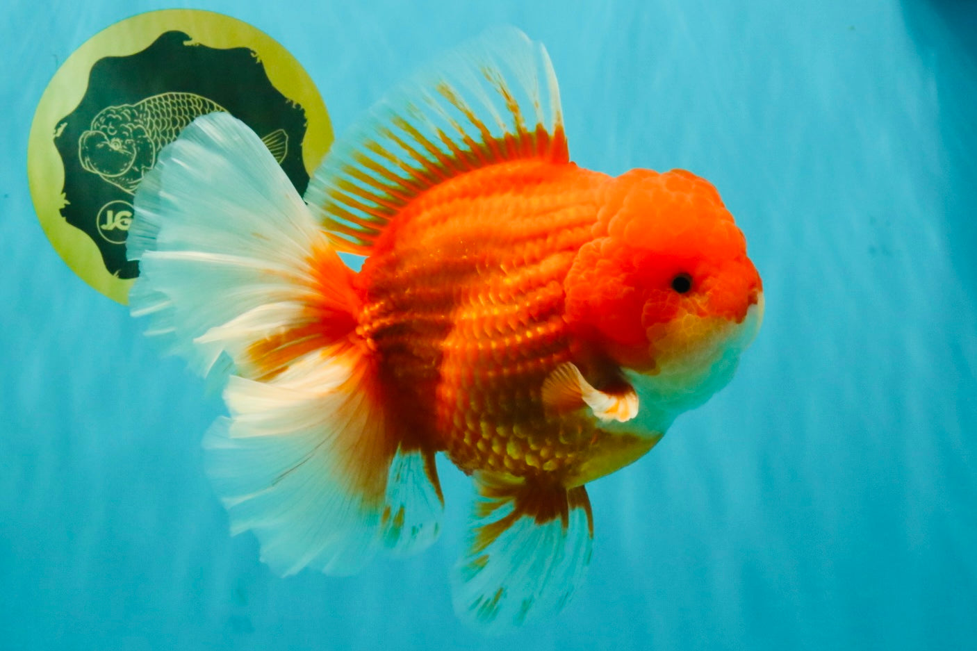 ANGER AAA Grade Broadtail Red White Oranda Male 7 inches #071026OR_05