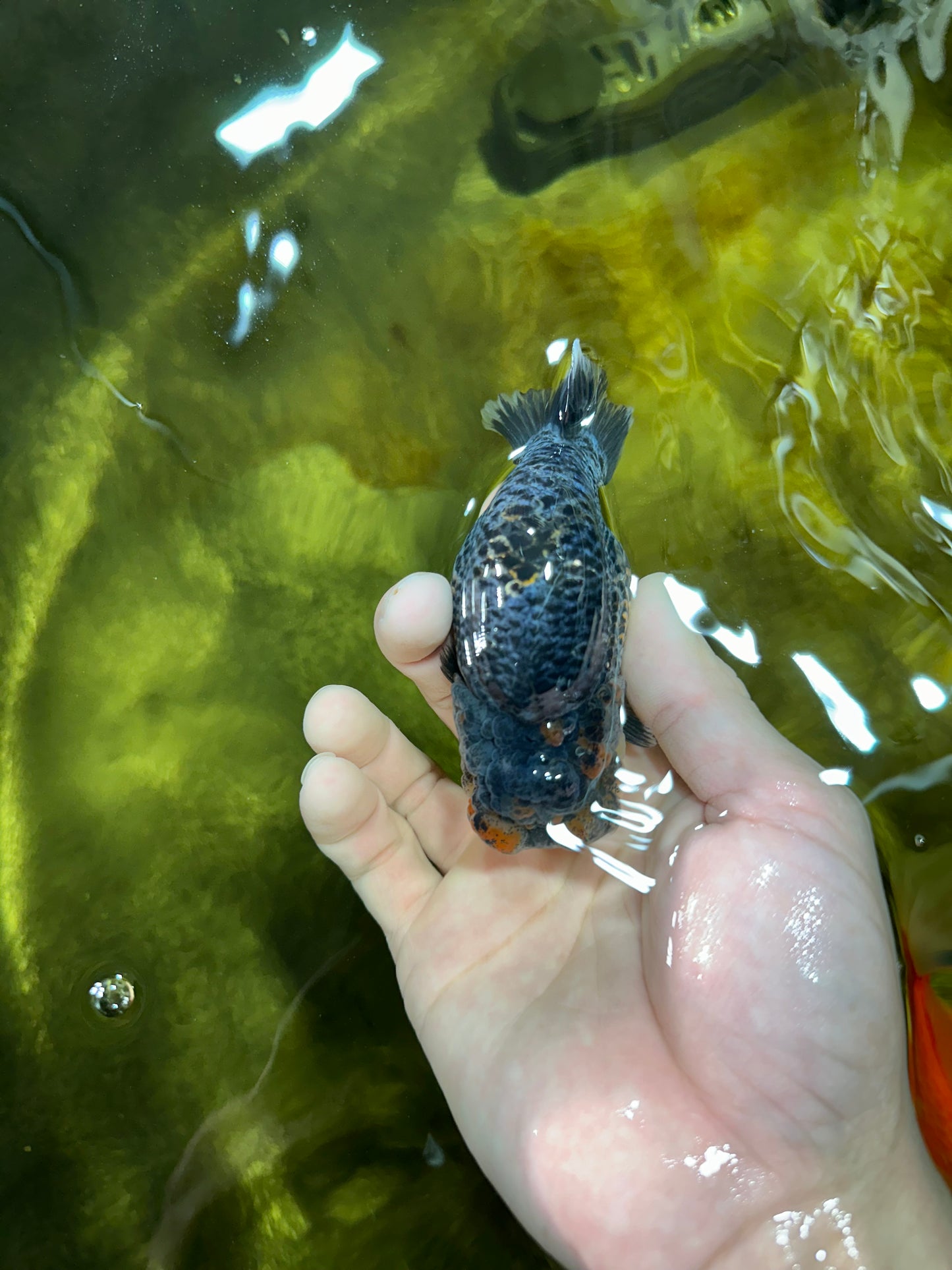 A Grade High Back Blue Kirin LionQueen 3.5-4 inches #050925LC_07