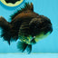 A Grade Black Big Head Yuanbao Male 5.5 inches #122024YB_11