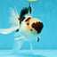 Tricolor Oranda Male 5 inches #052325OR_07