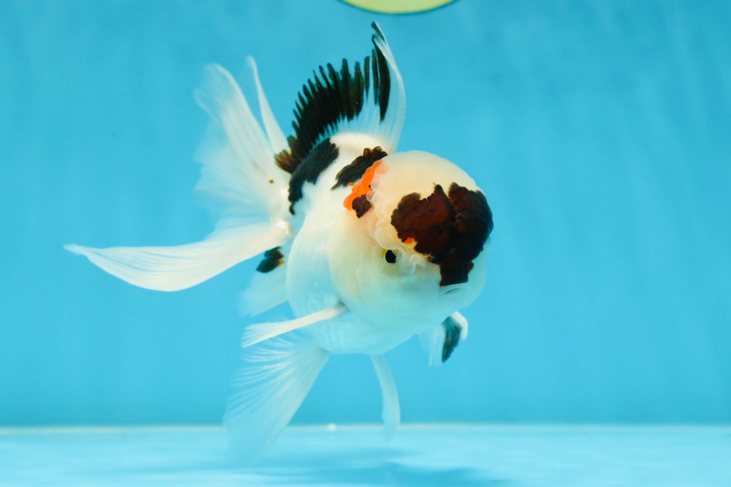 Tricolor Oranda Male 5 inches #052325OR_07