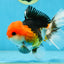 A Grade Tricolor Button Eyes Oranda Male 5 inches #080825OR_07