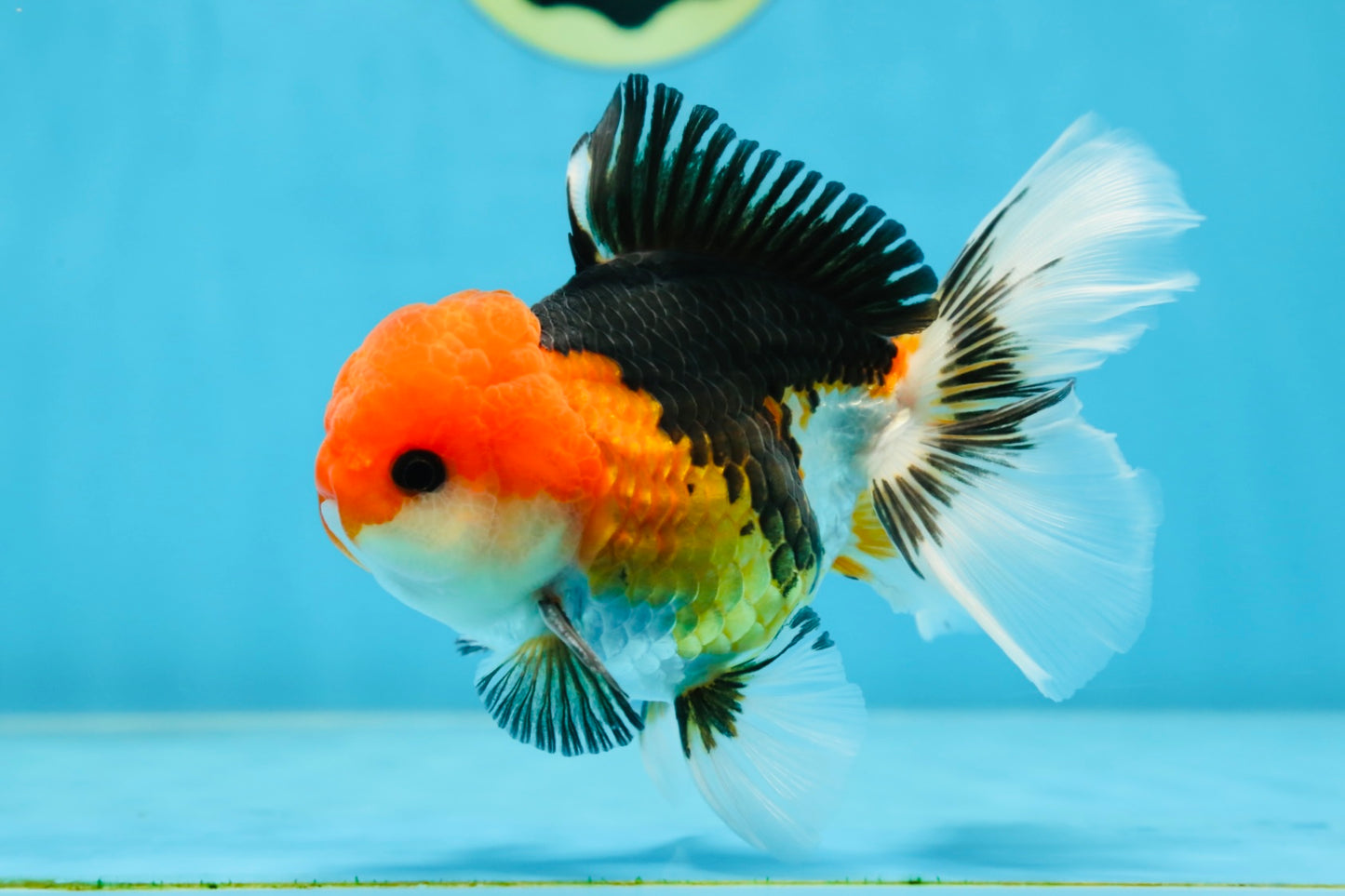 A Grade Tricolor Button Eyes Oranda Male 5 inches #080825OR_07