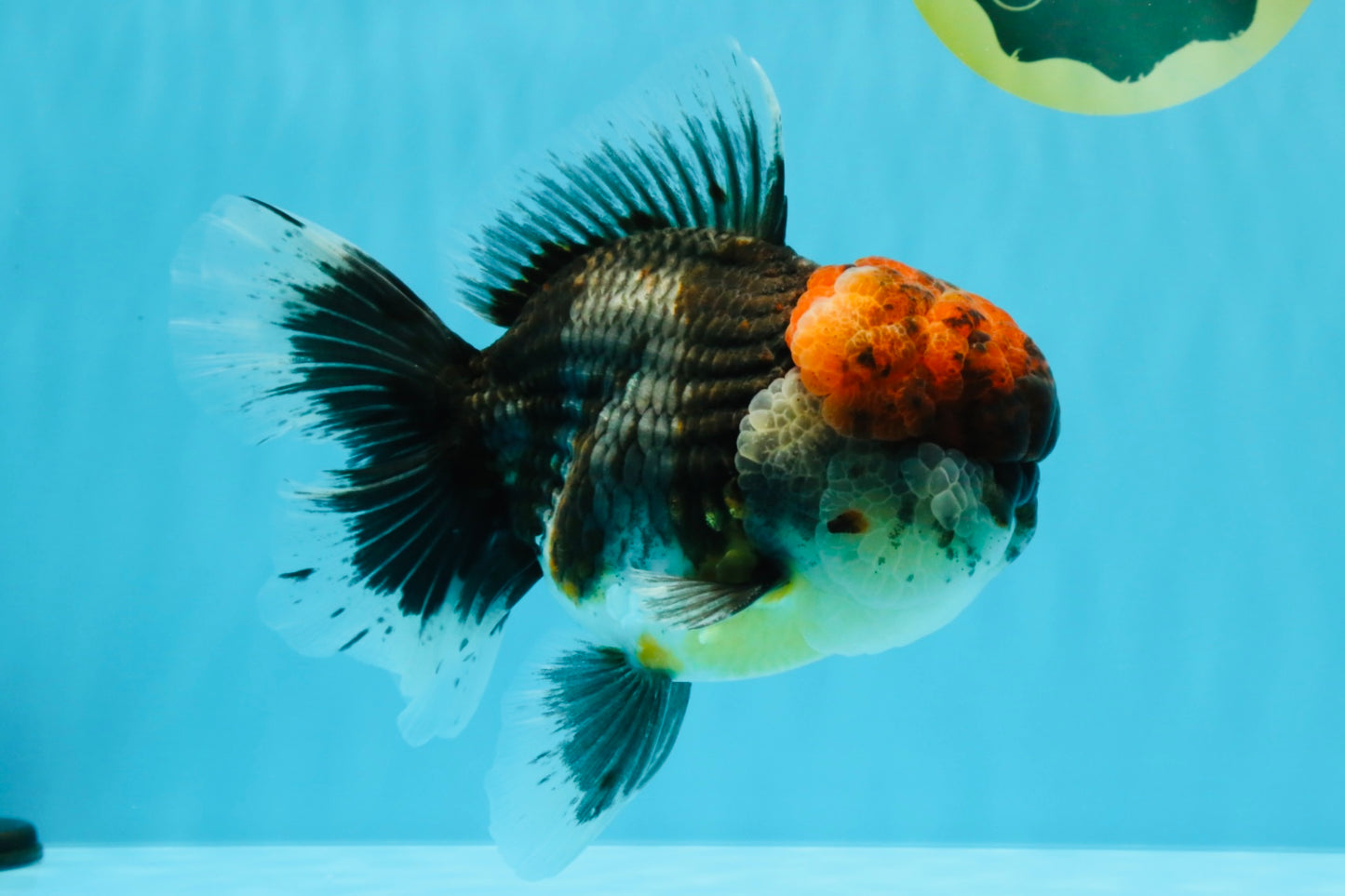 BULLDOG AAA Grade Red Head Kirin Calico Oranda Male 6.5 inches #022026OR_06