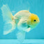 A Grade White Oranda Male 5.5-6 inches #072426OR_21