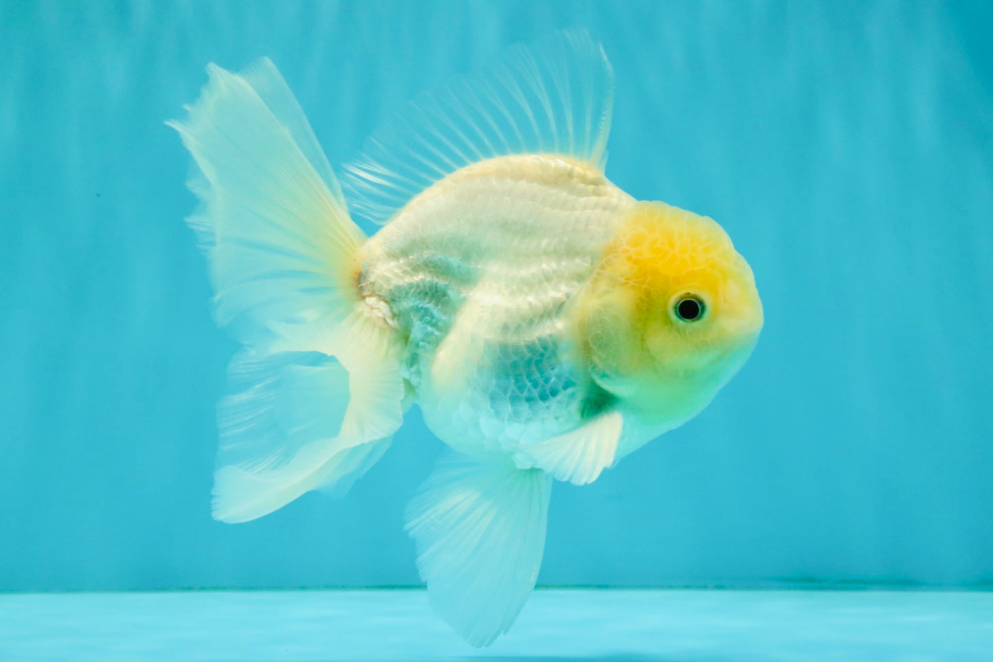 A Grade White Oranda Male 5.5-6 inches #072426OR_21