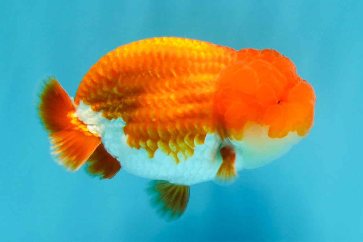 A Grade Dragon Head Red White LionQueen 4 inches #022726LC_26