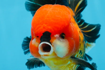 A Grade SUPER CUTE Apache Oranda Male 5.5 inches #072525OR_11