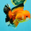 AAA Grade Apache Oranda Male 5.5-6 inches #041726OR_11