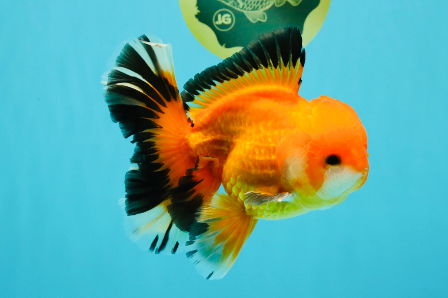 AAA Grade Apache Oranda Male 5.5-6 inches #041726OR_11