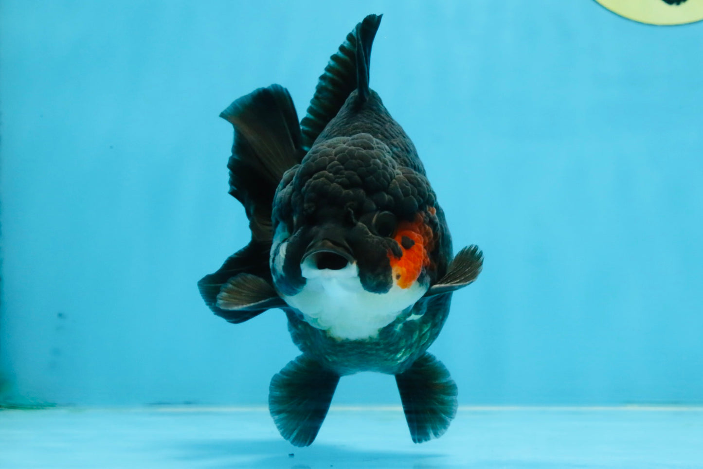 BATMAN A Grade Tricolor Yuanbao Male 5 inches #110725YB_08