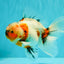 A Grade Marble Calico Oranda Male 6.5 inches #061926OR_19