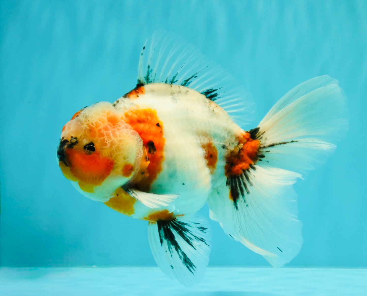 A Grade Marble Calico Oranda Male 6.5 inches #061926OR_19