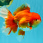 JUMBO A Grade Godzilla Red White Oranda Male 7 inches #031326OR_03