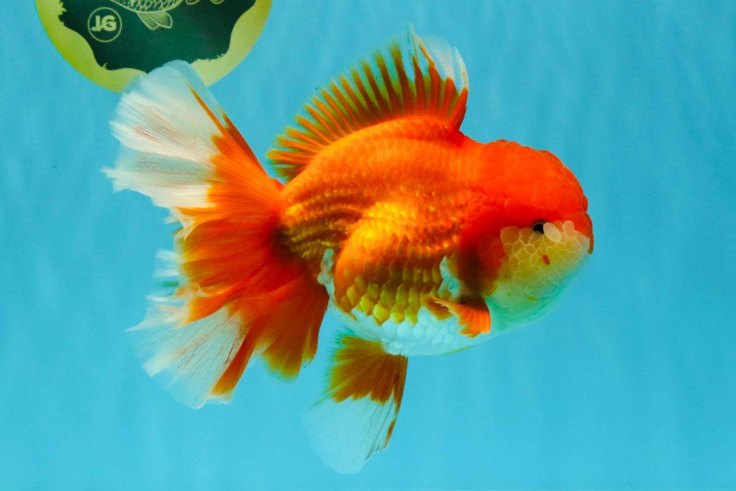 JUMBO A Grade Godzilla Red White Oranda Male 7 inches #031326OR_03