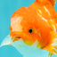 A Grade Red White Oranda Male 5.5-6 inches #070626OR_07