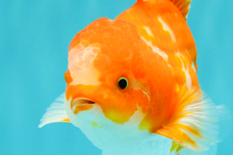 A Grade Red White Oranda Male 5.5-6 inches #070626OR_07