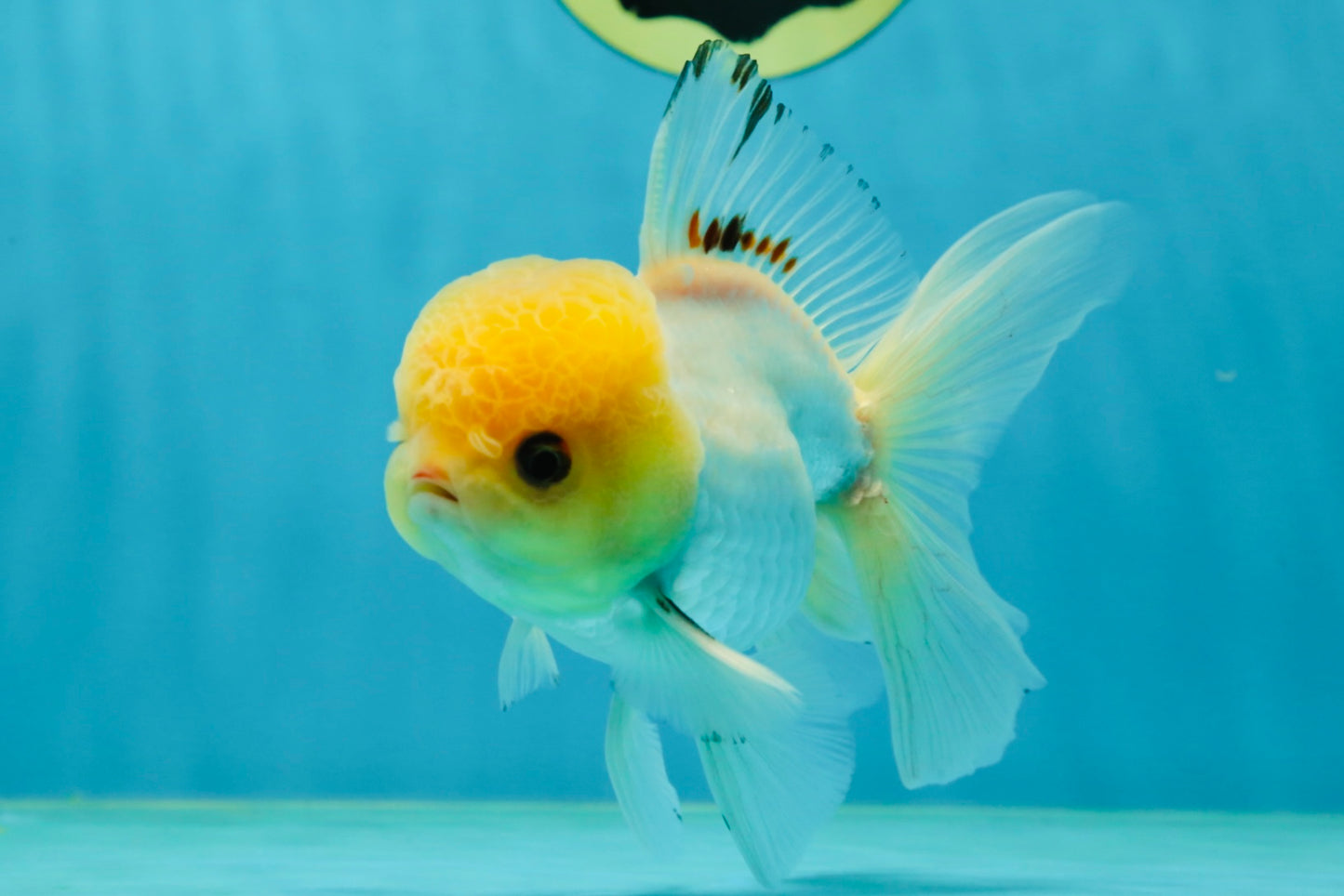 A Grade White Buttoned Eyes Oranda Male 4.5-5 inches #042525OR_09