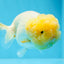 Super Big Wen Lemonhead Lionchu Femelle 4,5 pouces #0726LC_41