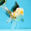 Tricolor Oranda Male 5 inches #091925OR_05