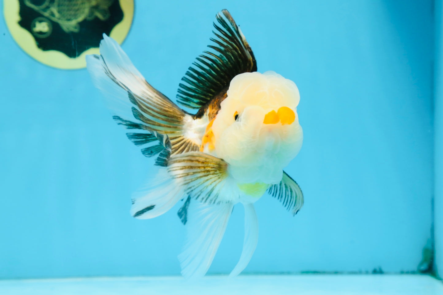 Tricolor Oranda Male 5 inches #091925OR_05