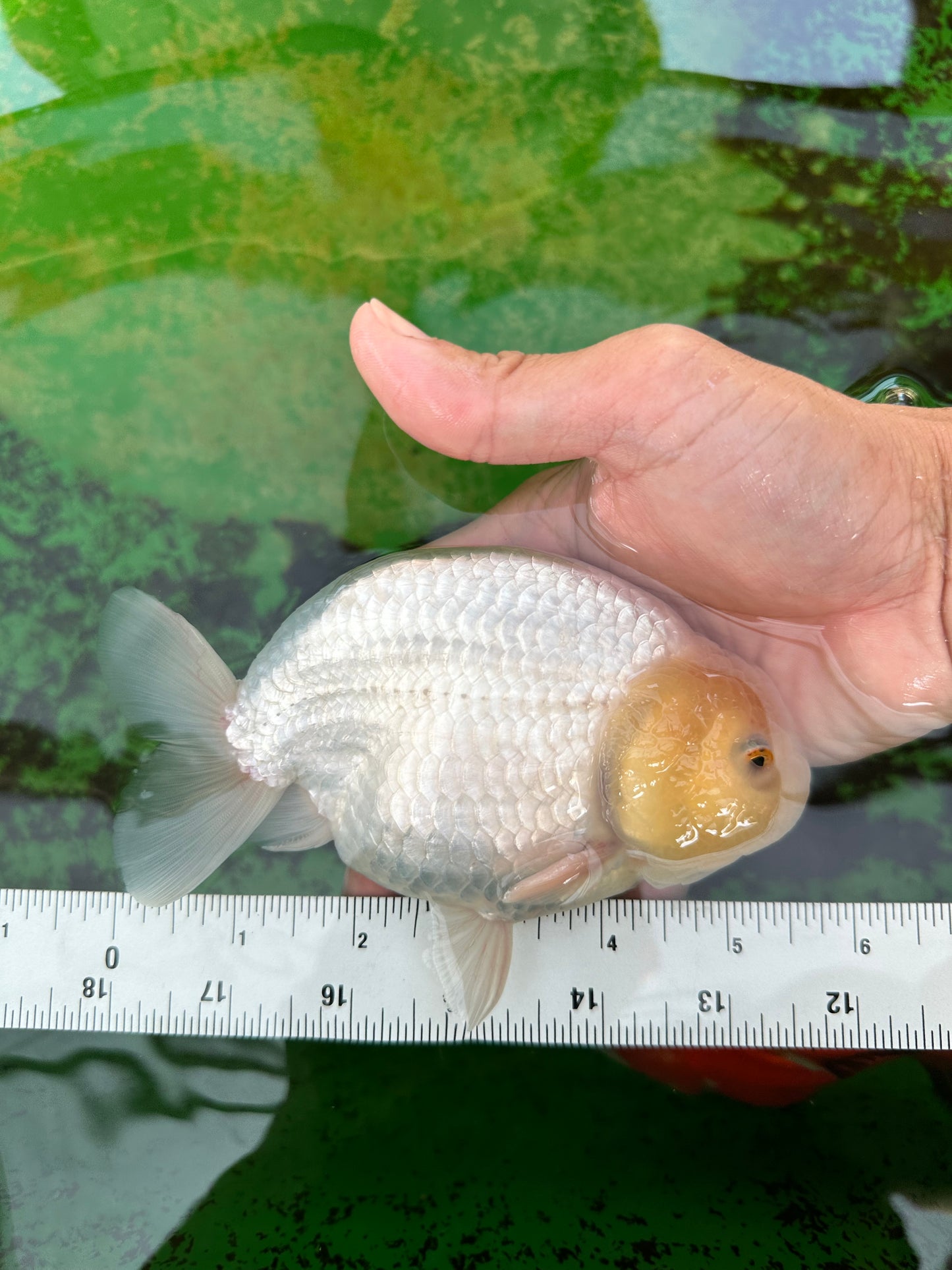 AAA Grade Lemonhead Strong Body Structure Ranchu Male 5.5 inches #0712RC_04