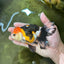 A Grade Tricolor Oranda Female 4.5-5 inches #050225OR_04