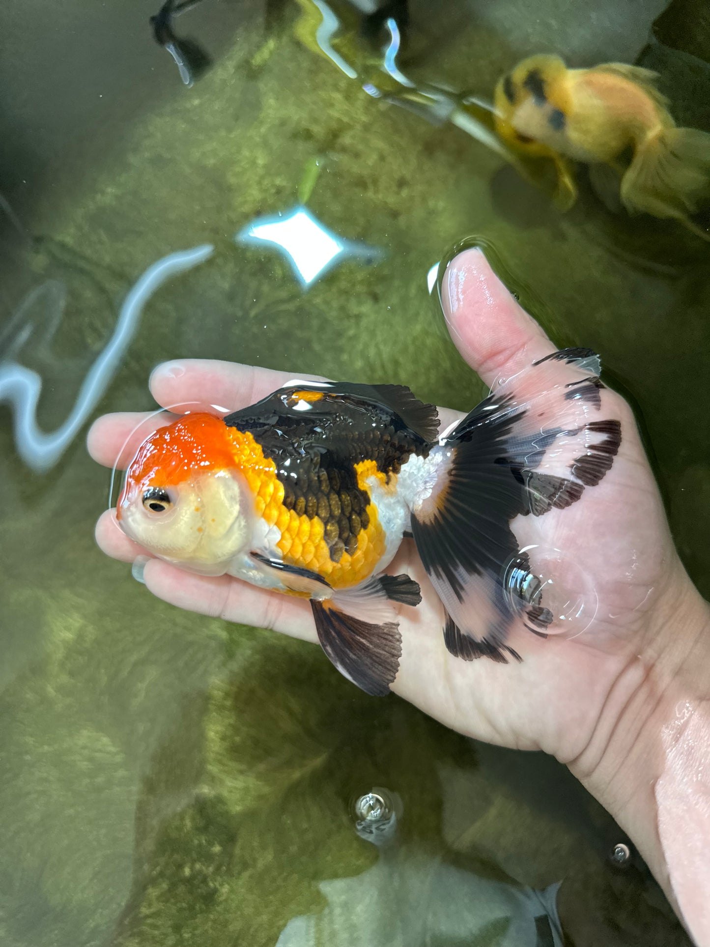 A Grade Tricolor Oranda Female 4.5-5 inches #050225OR_04
