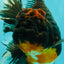 GIANT AAA Grade Red Head Kirin Oranda Male 7-7.5  inches #070326OR_05