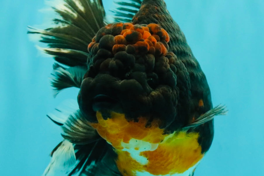 GIANT AAA Grade Red Head Kirin Oranda Male 7-7.5  inches #070326OR_05