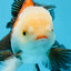 AAA Grade Tricolor Oranda Male 5.5 inches #0830OR_13