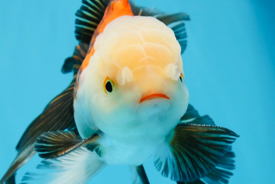 AAA Grade Tricolor Oranda Male 5.5 inches #0830OR_13