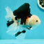 A Grade Royal Tricolor Oranda Male 5.5 inches #110124OR_20